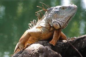 leguan är en släkte av ödla den där liv i de tropikerna. anolis carolinensis eller grön anole är en arter av trädboning anole ödla, makro ödla, makro leguan, natur foto