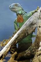 leguan är en släkte av ödla den där liv i de tropikerna. anolis carolinensis eller grön anole är en arter av trädboning anole ödla, makro ödla, makro leguan, natur foto