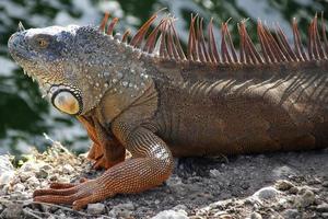 leguan är en släkte av ödla den där liv i de tropikerna. anolis carolinensis eller grön anole är en arter av trädboning anole ödla, makro ödla, makro leguan, natur foto