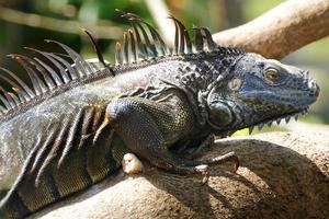 leguan är en släkte av ödla den där liv i de tropikerna. anolis carolinensis eller grön anole är en arter av trädboning anole ödla, makro ödla, makro leguan, natur foto