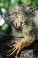 leguan är en släkte av ödla den där liv i de tropikerna. anolis carolinensis eller grön anole är en arter av trädboning anole ödla, makro ödla, makro leguan, natur foto