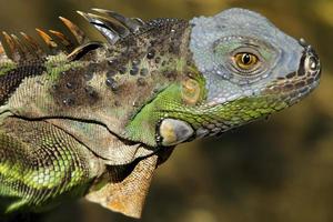 leguan är en släkte av ödla den där liv i de tropikerna. anolis carolinensis eller grön anole är en arter av trädboning anole ödla, makro ödla, makro leguan, natur foto