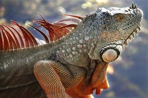 leguan är en släkte av ödla den där liv i de tropikerna. anolis carolinensis eller grön anole är en arter av trädboning anole ödla, makro ödla, makro leguan, natur foto