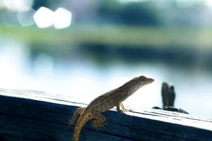 leguan är en släkte av ödla den där liv i de tropikerna. anolis carolinensis eller grön anole är en arter av trädboning anole ödla, makro ödla, makro leguan, natur foto