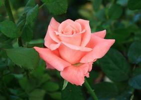 vacker rosa ros foto