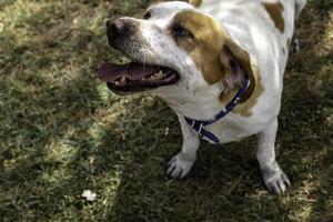 petting en ring upp hund foto