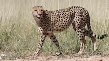gepard acinonyx jubatus, närbild skott av en gepard acinonyx jubatus mot en suddig bakgrund foto