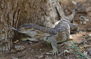 sten övervaka ödla varanus albigularis i horad övervaka liv i söder afrika foto