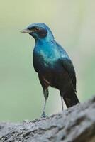 gaffelstjärtad drongo - dicrurus adsimilis också allmänning drongo, orksvans drongo dicrurus adsimilis foto