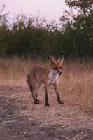 nyfiken röd päls- babyfox i de trän foto