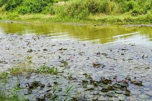 blomning lotus blommor och löv skönhet natur i sjö phatthalung foto