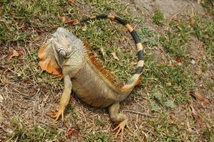 leguan är en släkte av ödla den där liv i de tropikerna. anolis carolinensis eller grön anole är en arter av trädboning anole ödla, makro ödla, makro leguan, natur foto