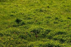 perfekt grön gräsmatta med gräs och maskrosor, natur bakgrund foto