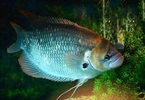 jätte röd svans gourami fisk simning under vattnet akvarium i de fisk tank foto