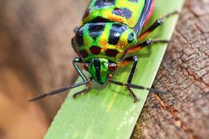 färgrik av juvel skalbagge grön insekt på blad i natur bakgrund stänga upp grön insekt foto