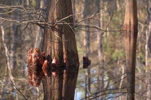 två skallig cypress träd i ett öst texas skog. foto