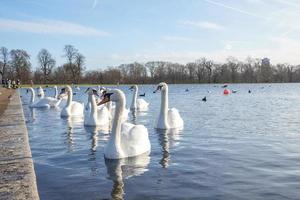 skön svanar och vatten fåglar simning på sjö i parkera på London foto