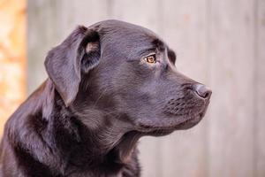 profil av en svart labrador retriever hund med brun ögon. djur, sällskapsdjur. porträtt av en hund. foto