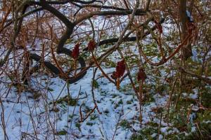 grenar och frukt av sumak buske rhus coriaria täckt med snö i vinter- säsong. foto
