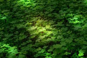 närbild grön löv på fläck bakgrund, natur koncept, shamrock eller vatten klöver växt foto