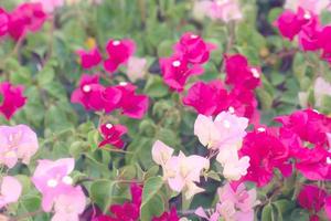 skön bougainvillea blomma för tapet textur och bakgrund, mjuk fokus foto