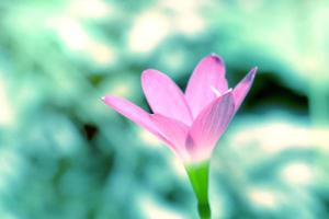 närbild rosa blomma med suddig bakgrund, zephyranthes grandiflora foto