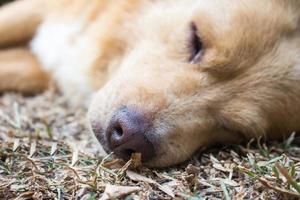 thai hund sömn i trädgård foto