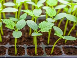 grön gurka fröplanta på bricka stänga upp foto