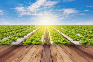 grön sallad och trä- golv på fält jordbruk med blå himmel foto