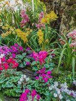 färgrik orkide blomma i de trädgård foto