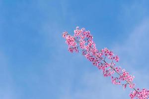 landskap av skön vild himalayan körsbär blomning rosa prunus cerasoides blommor på phu lom lo loei och phitsanulok av thailand foto