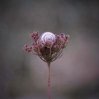 vit snigel på en blomma foto