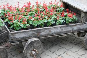 röda blommor i en vagn