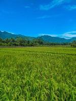 panorama- se av skön solig dag i ris fält med blå himmel och berg. foto