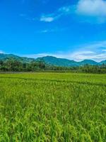 panorama- se av skön solig dag i ris fält med blå himmel och berg. foto