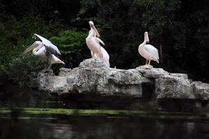 en se av några pelikaner på en sten i London foto