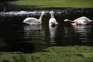 en se av några pelikaner i de vatten i London foto