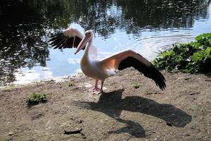utsikt över en pelikan i london foto