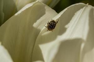 vit tulpaner med ett insekt på en kronblad foto