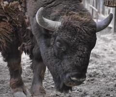 europeisk bison klokt foto