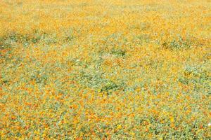 fält av gula och orange blommor foto