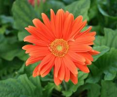 orange gerber daisy foto