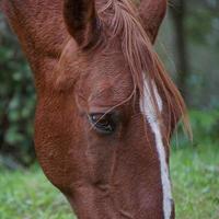 brun hästporträtt på en äng foto