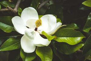 vit magnoliablomma bland det gröna bladverket