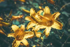 gula blommor och knoppar av daglilja foto