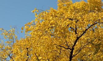 guld gul löv på träd med himmel bakgrund. solig höst eller falla bakgrund med kopia Plats foto