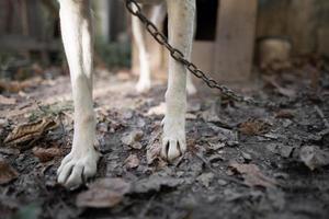 en ensam och ledsen vakt hund på en kedja nära en hund hus utomhus. foto