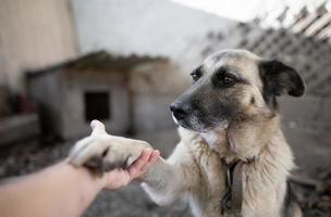 en ensam och ledsen vakt hund på en kedja nära en hund hus utomhus. foto