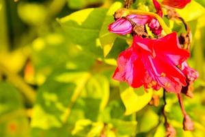 skön blommor närbild foto