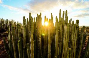 grön kaktusar växt foto